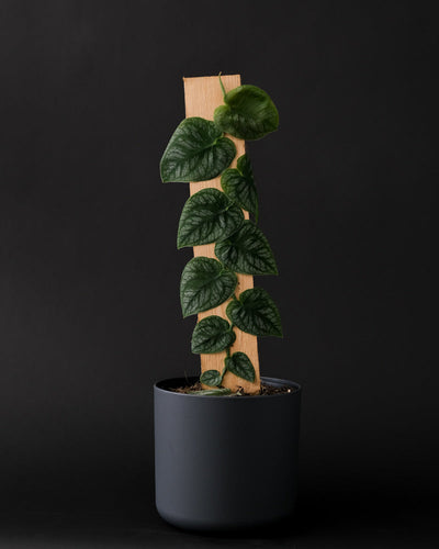 Monstera Dubia in Anthrazit-Topf