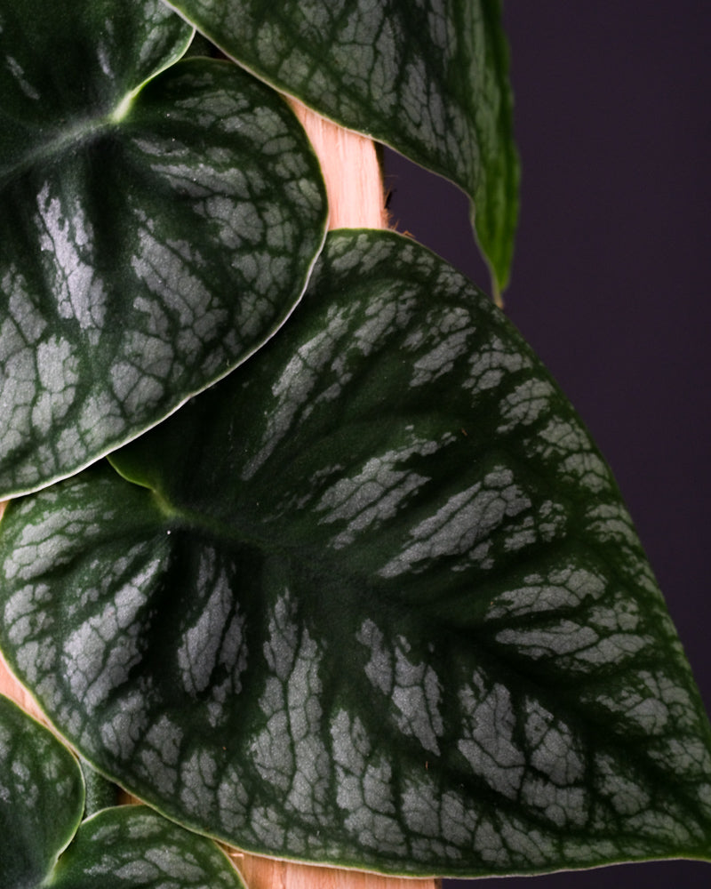 Silberne Färbung auf den Blättern der Monstera Dubia