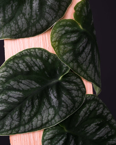 Blätter der Monstera Dubia auf einem Stück Holz "klebend"