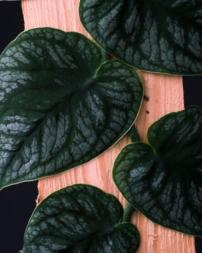 Blätter der Monstera Dubia auf einem Stück Holz "klebend"