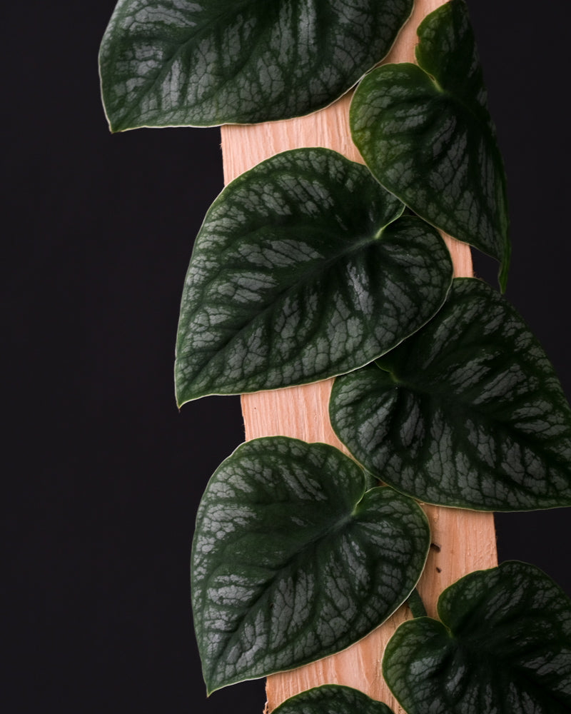 Blätter der Monstera Dubia auf einem Stück Holz "klebend"