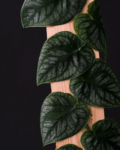Blätter der Monstera Dubia auf einem Stück Holz "klebend"