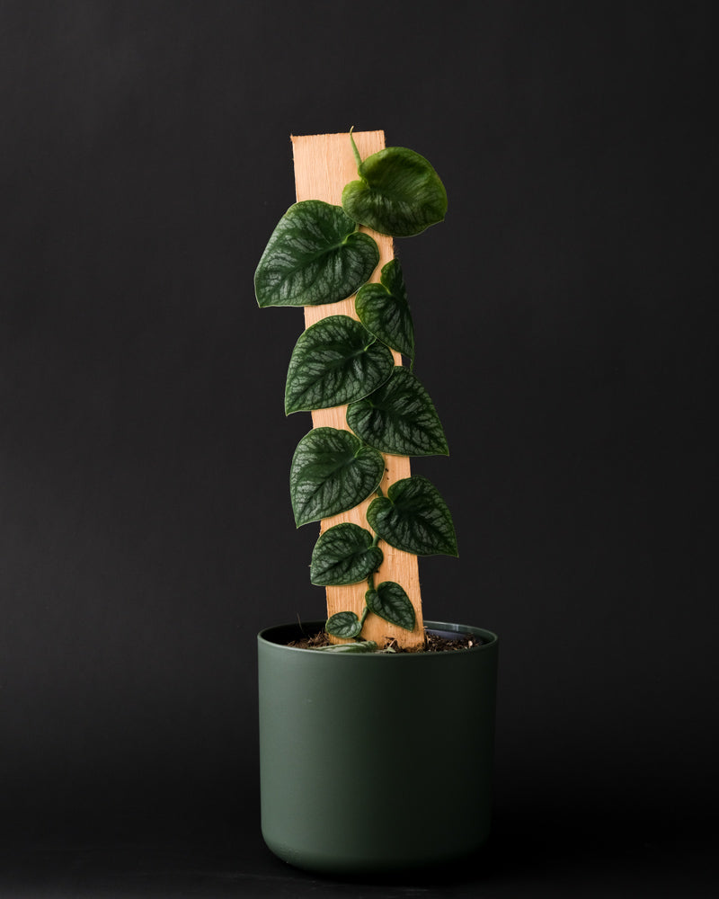 Monstera Dubia in grünem Topf