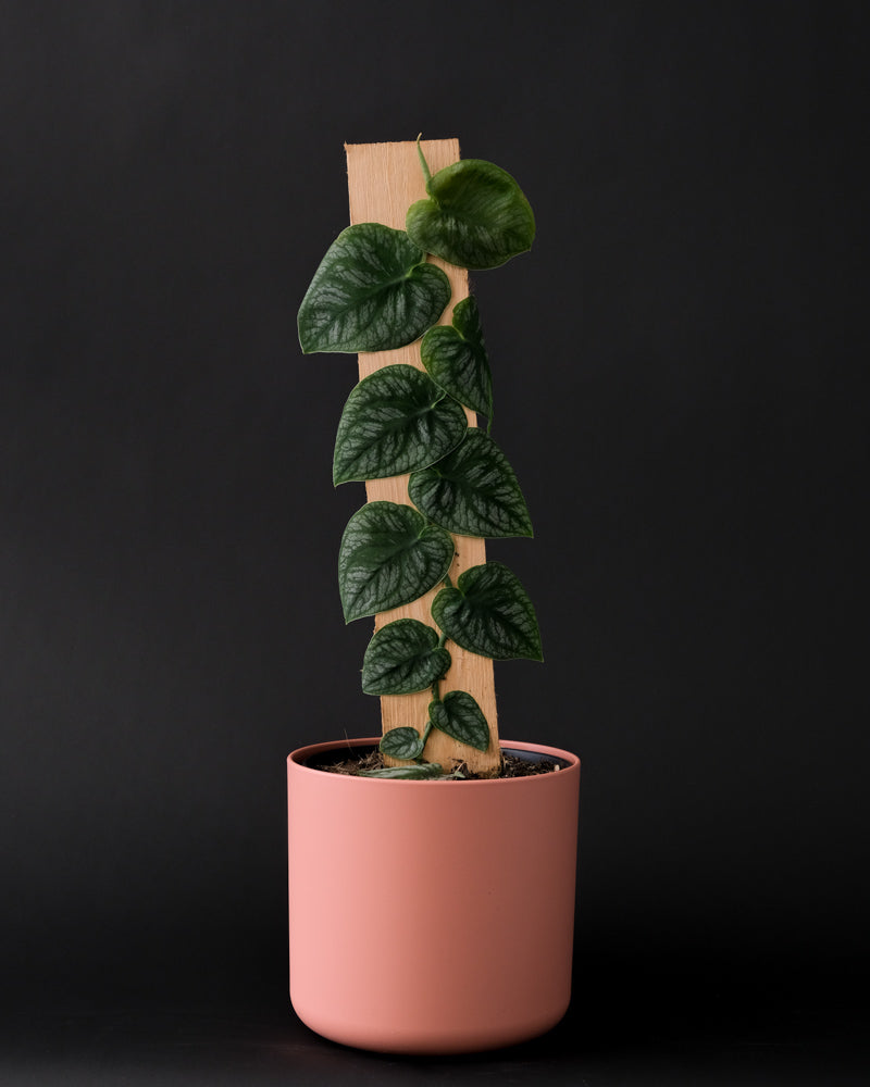 Monstera Dubia in pinkem Topf