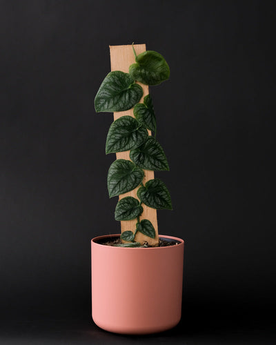 Monstera Dubia in pinkem Topf