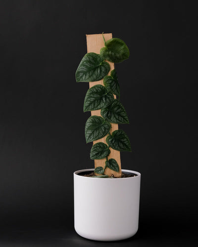 Monstera Dubia in weissem Topf