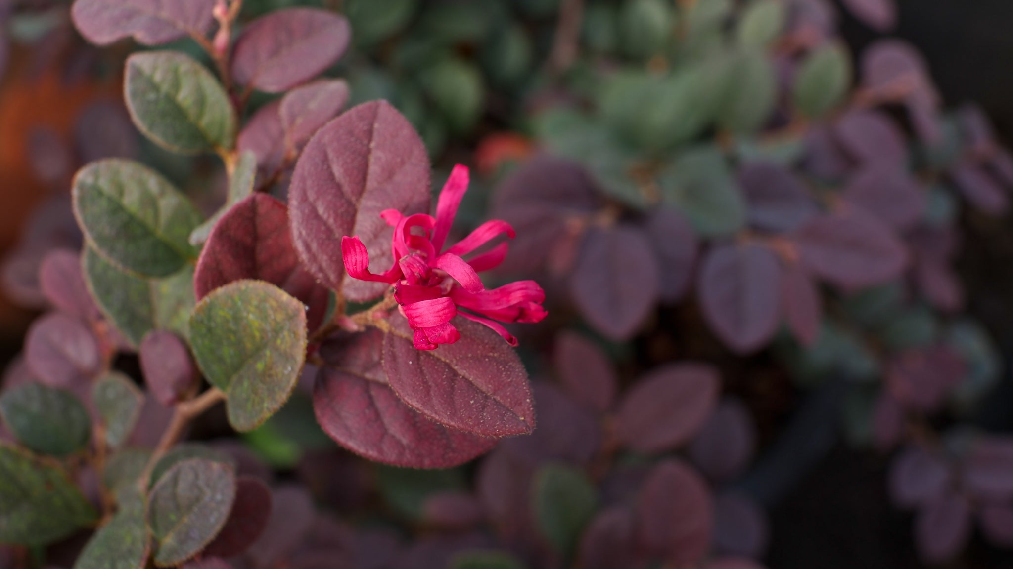 Detailaufnahme von einer einzelnen pinker Blüte des Loropetalum mit grünen und weinroten Blättern.