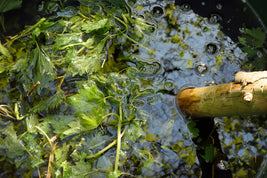 Viele Brennnesseln mit Stängeln und Blättern sind in einem grossen Fass in Wasser eingelegt, werden zu Jauche verarbeitet.