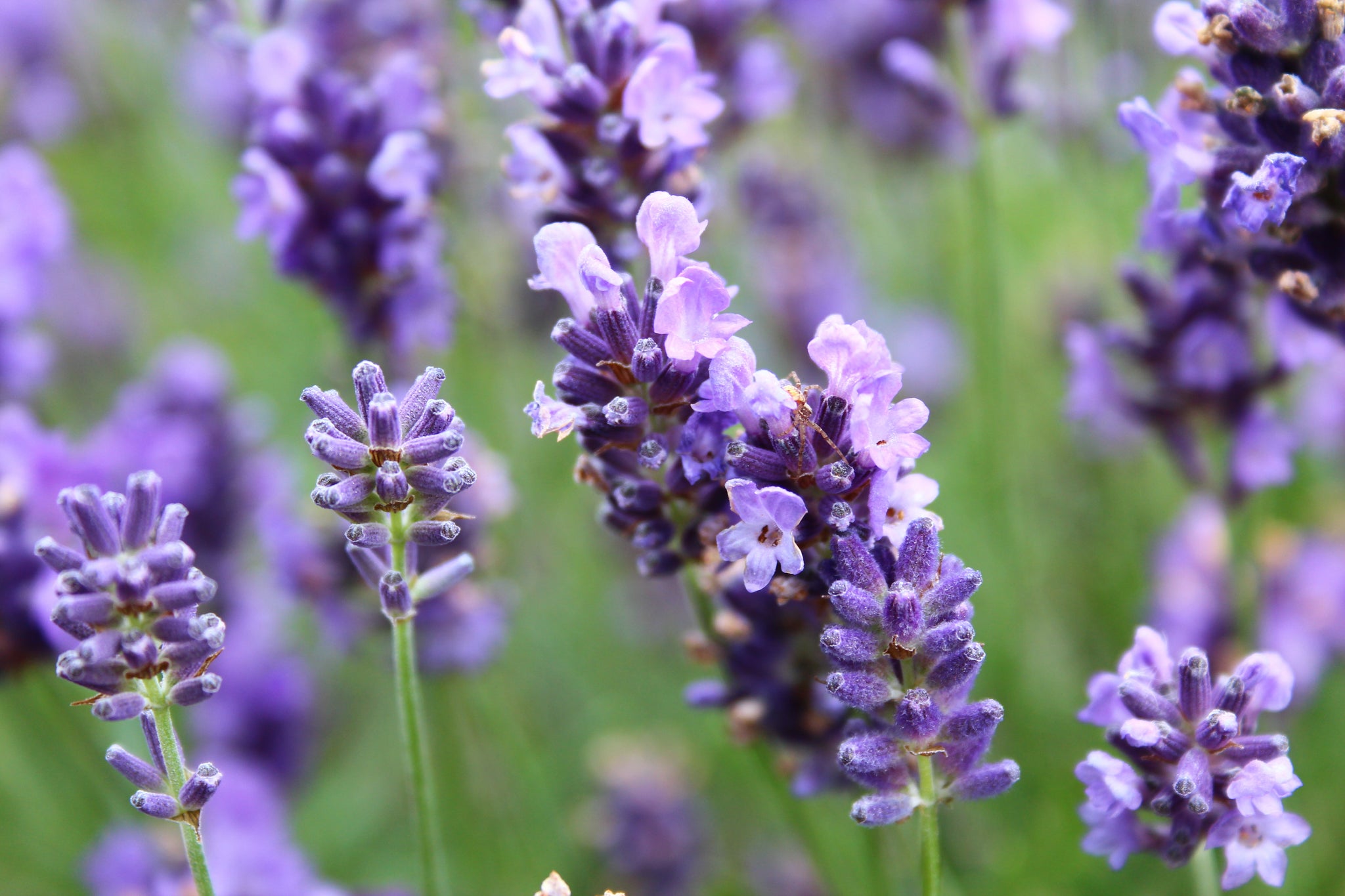 Violette Lavendelblüten in einem Feld