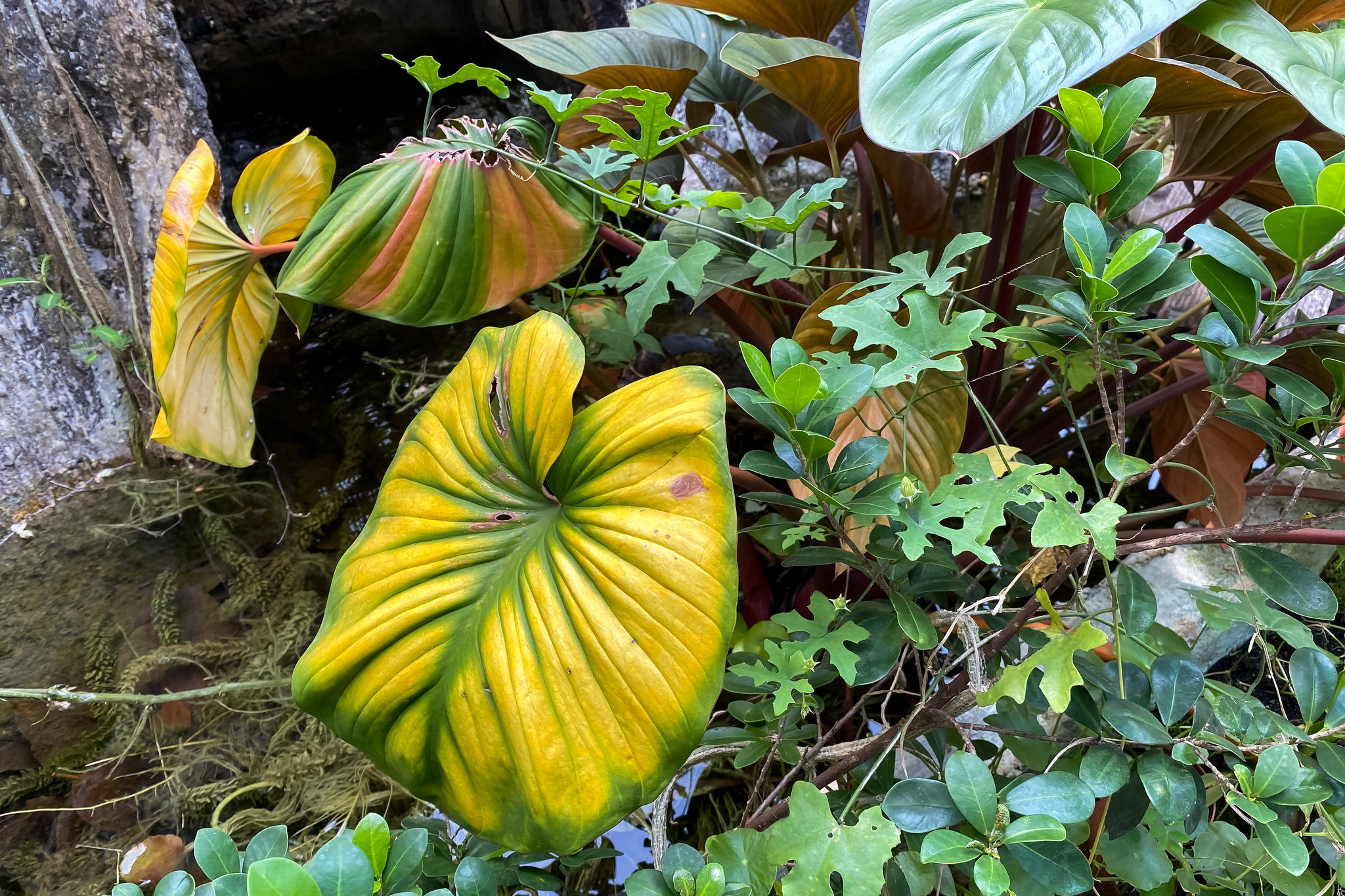 Homalomena mit großen Blättern mit grünen Blattadern und gelben Flächen, in der Natur mit Nährstoffmangel und möglicher Schädlingsbefall.