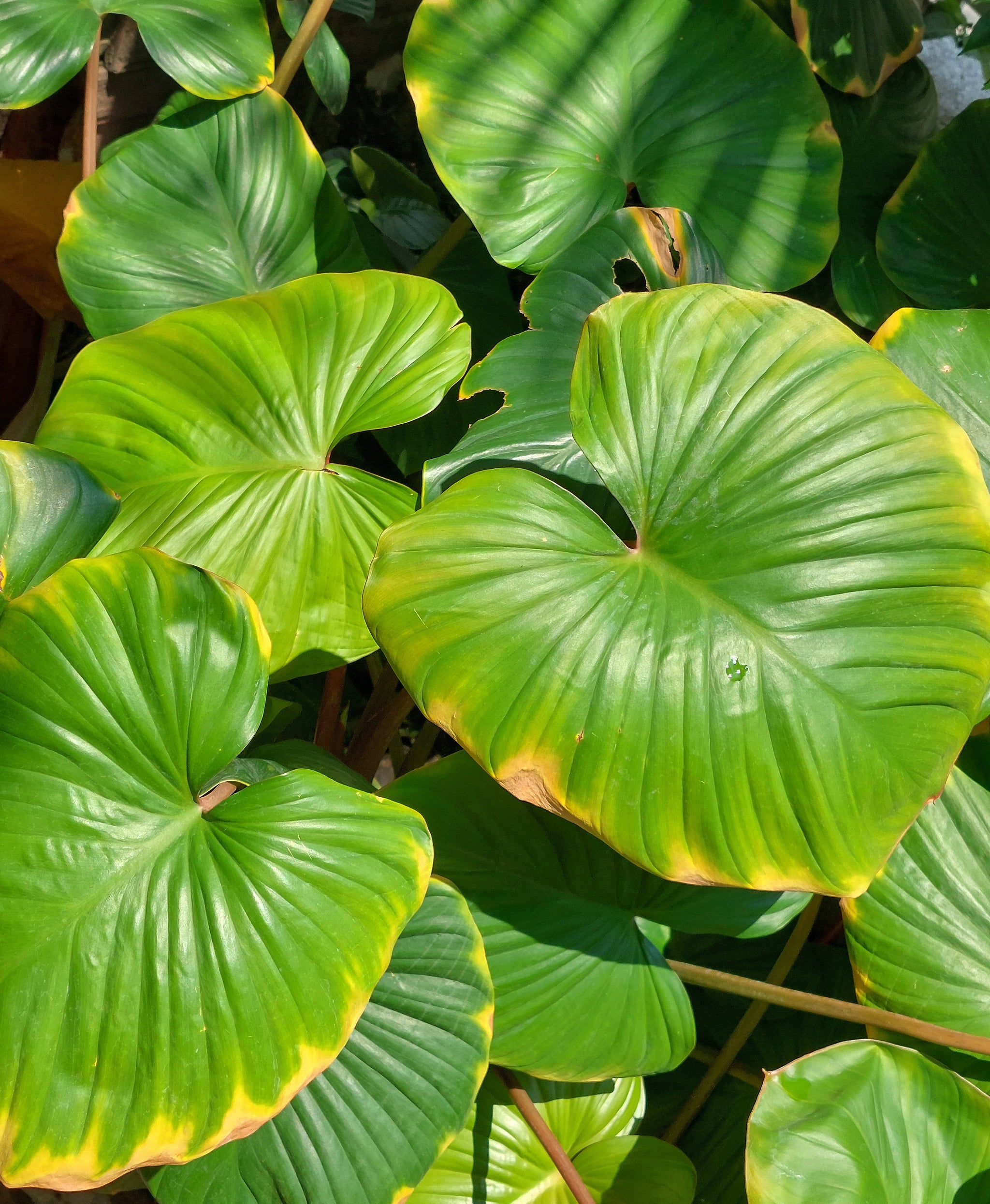Homalomena rubescens mit herzförmigen grossen Blättern, die an den Rändern gelb und teils braun verfärben.