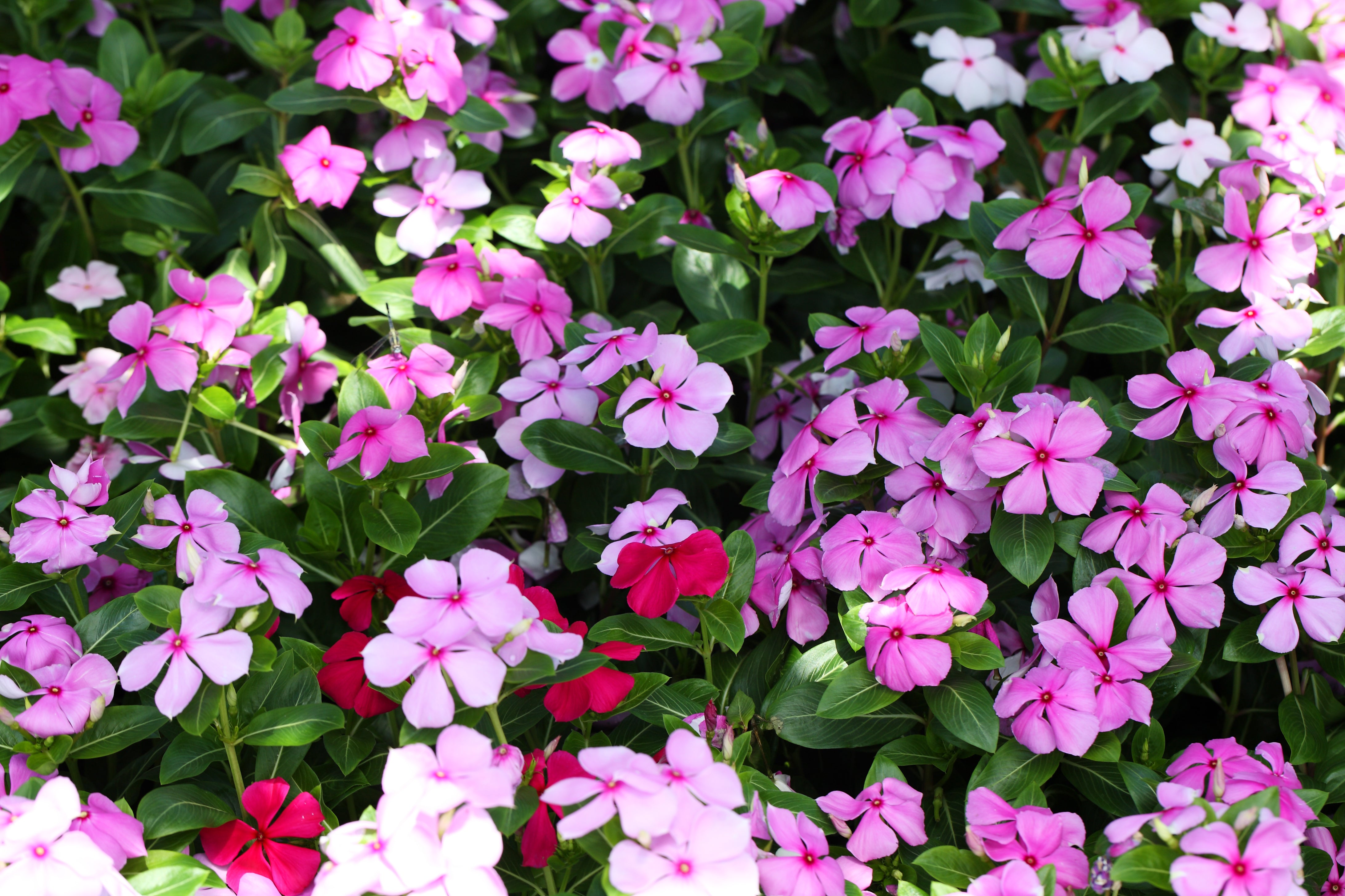 Vinca in verschiedenen Farben Rosa Blütenmeer einer Vinca (Immergrün) mit vereinzelten roten Blüten.