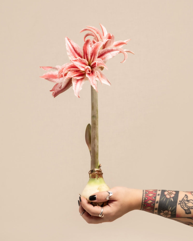 Blühende Amaryllis (Hippeastrum 'Pierrot’) mit weiß-rosa Blüten wird von einer Hand gehalten.