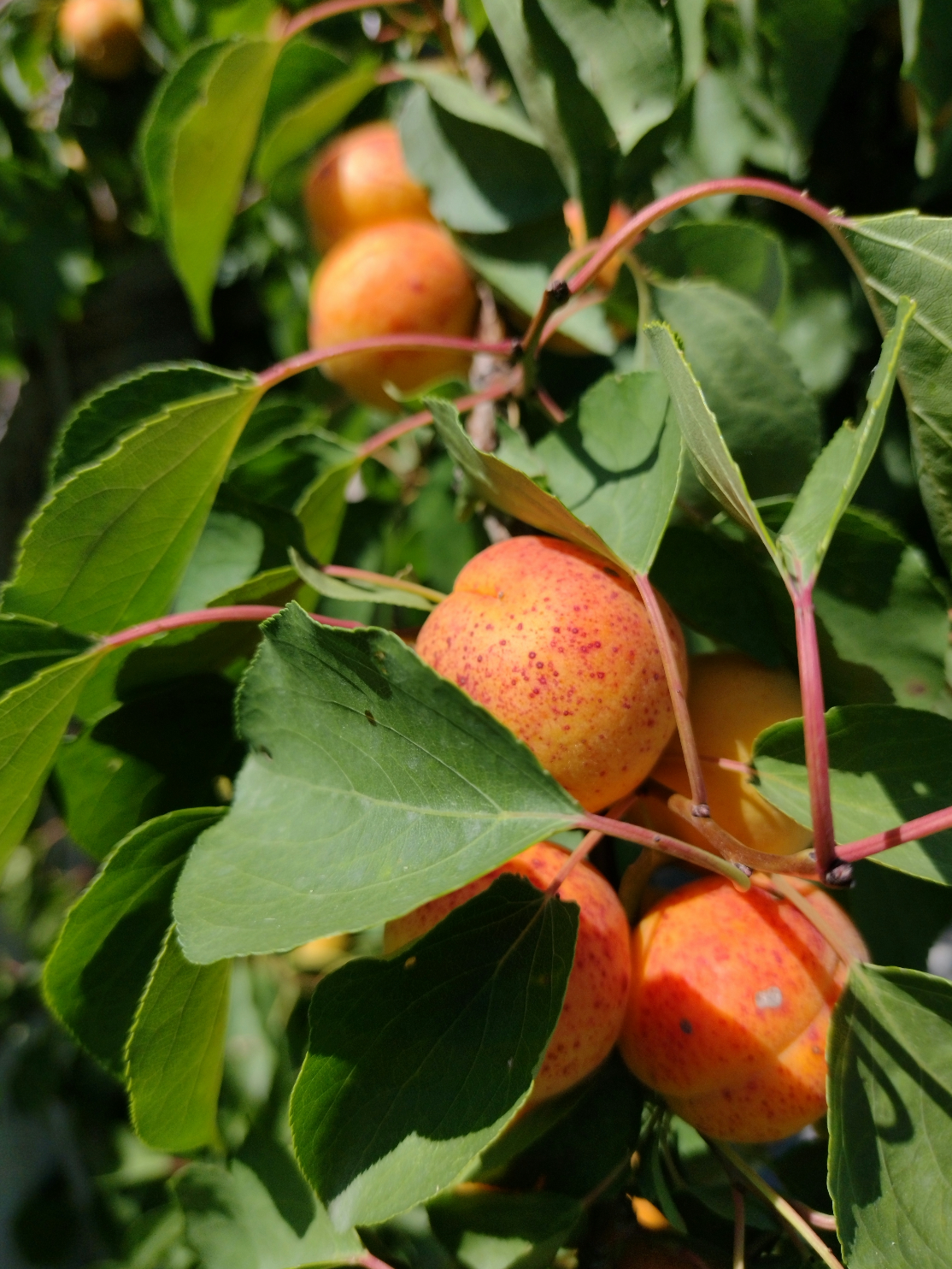 Apricot1.png__PID:4d302a57-d8b6-4042-bec6-1f0001929cbd
