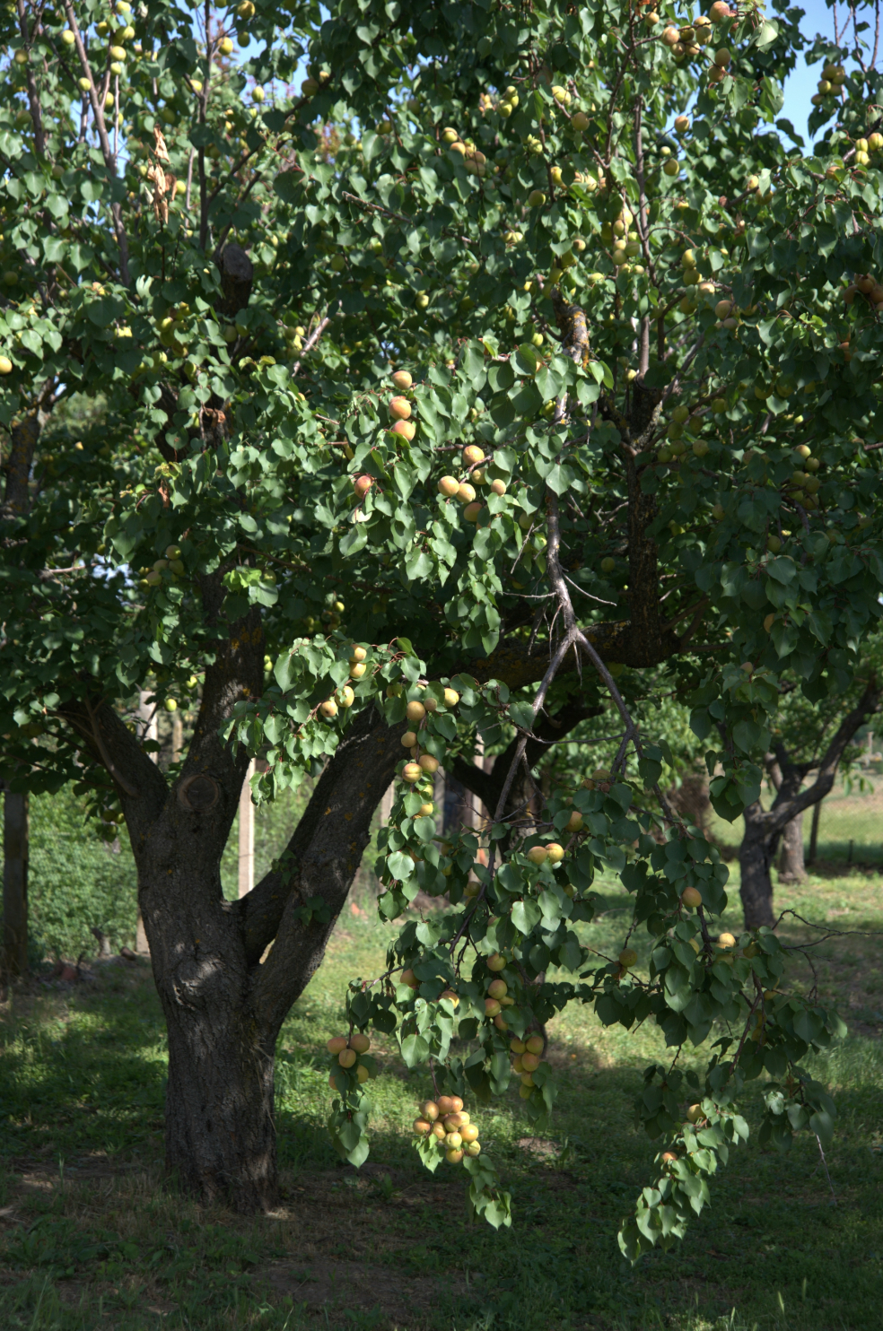 Grosser Aprikosenbaum in einem garten mit vielen Früchten.