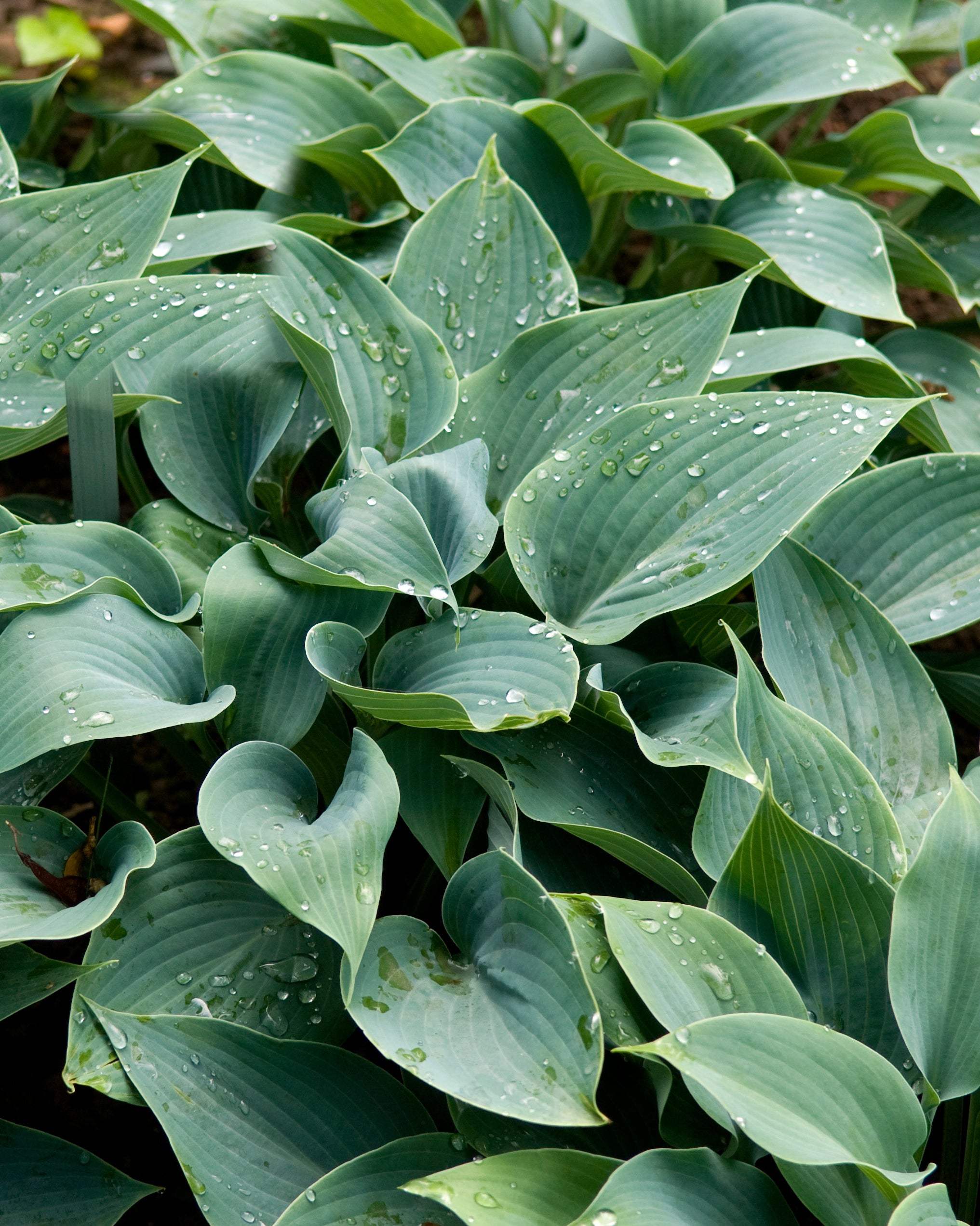 Große Funkien brauchen viele Nährstoffe Ausgewachsene blaue Hosta im Garten mit vielen blau-grünen Blättern.