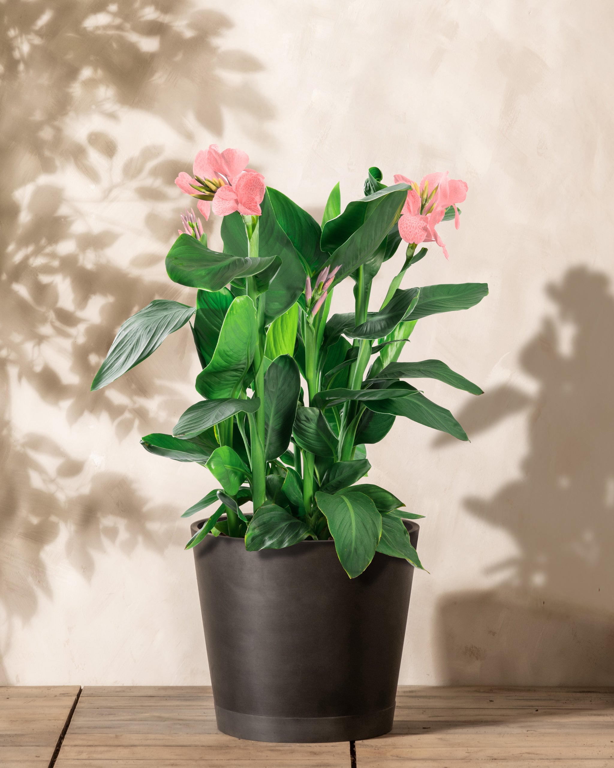 Diese Blühpflanze ist zum Glück nicht gefährlich für Tiere Rosa Canna ist in einem schwarzen Pflanzkübel von feey eingetopft.