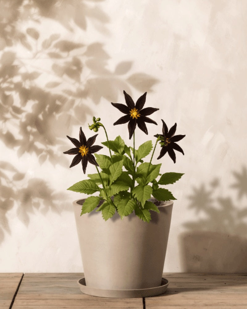 Stern-Dahlien bieten mehr Nektar als “normale” Dahlien Eingetopfte Stern-Dahlie (Dahlia 'Verrone's Obsidian') mit dunkelroten Blüten.
