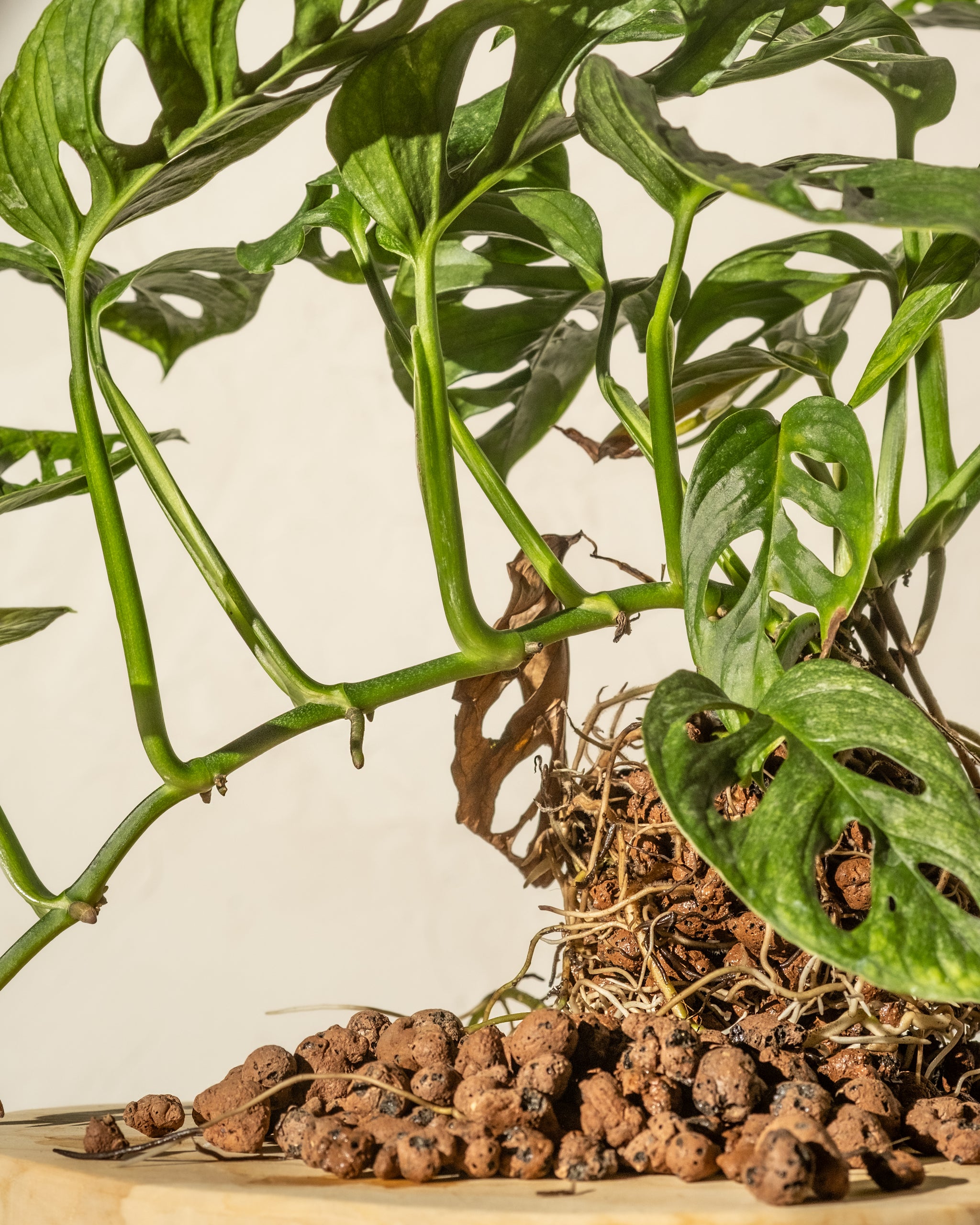 Hydropflanze (Monstera adansonii Mint)  mit freiem Wurzelballen und Leca (Blähton)auf einer Holzplatte.