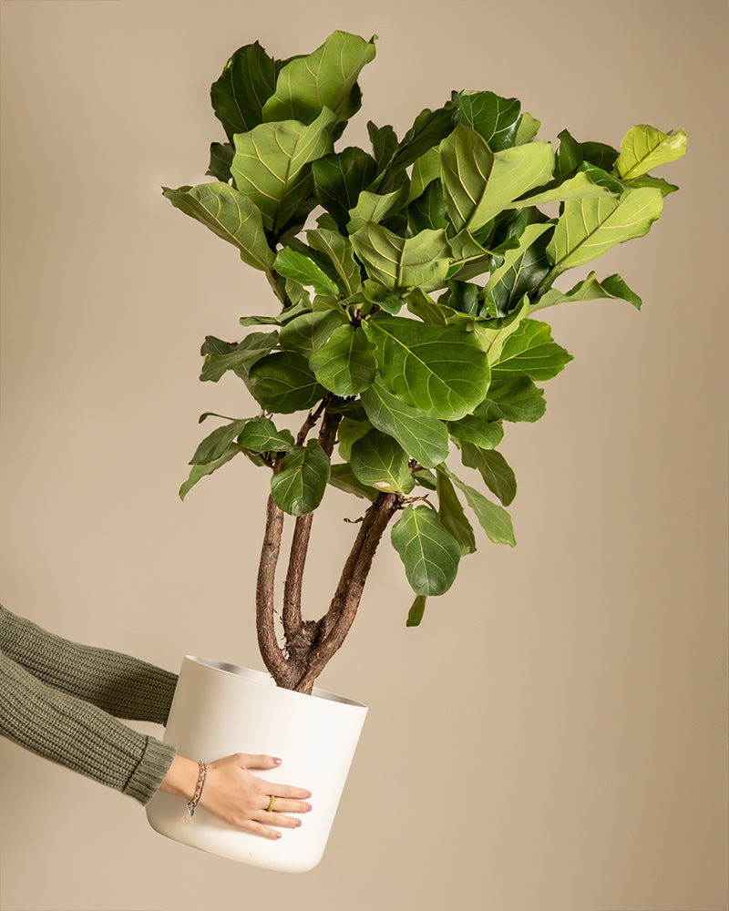 Giftiger grosse Geigenfeige (Ficus lyrata) mit grossen, welligen Blättern in einem weissen Kunststofftopf von zwei Händen in die Luft gehalten.