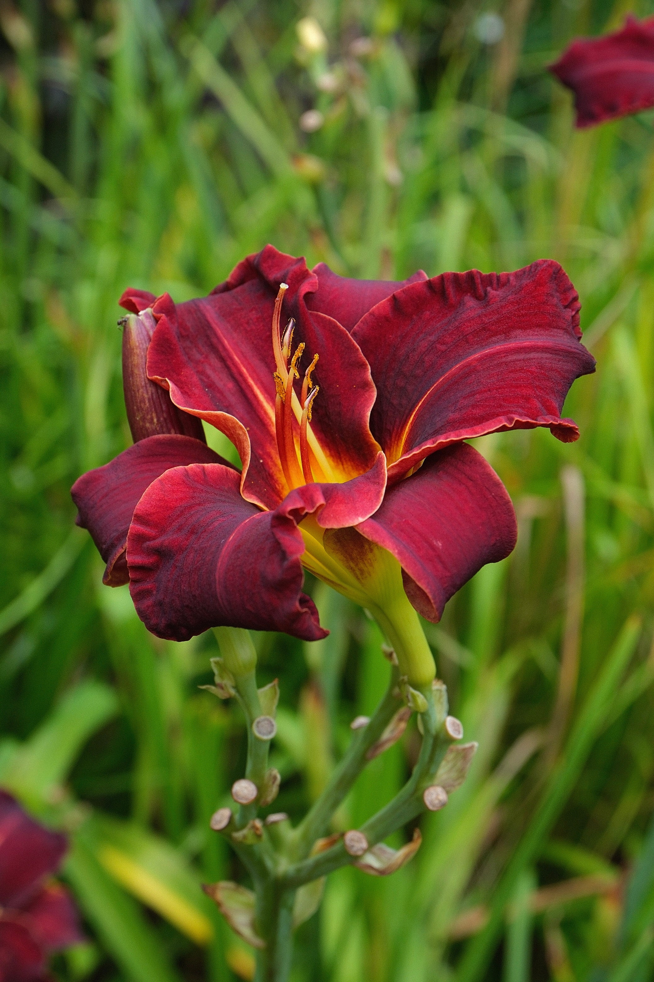 Pollenarme Blüte der Hemerocallis ‘Night Embers’ Dunkelrote Blüte der Hemerocallis ‘Night Embers’ mit gelbem Zentrum.