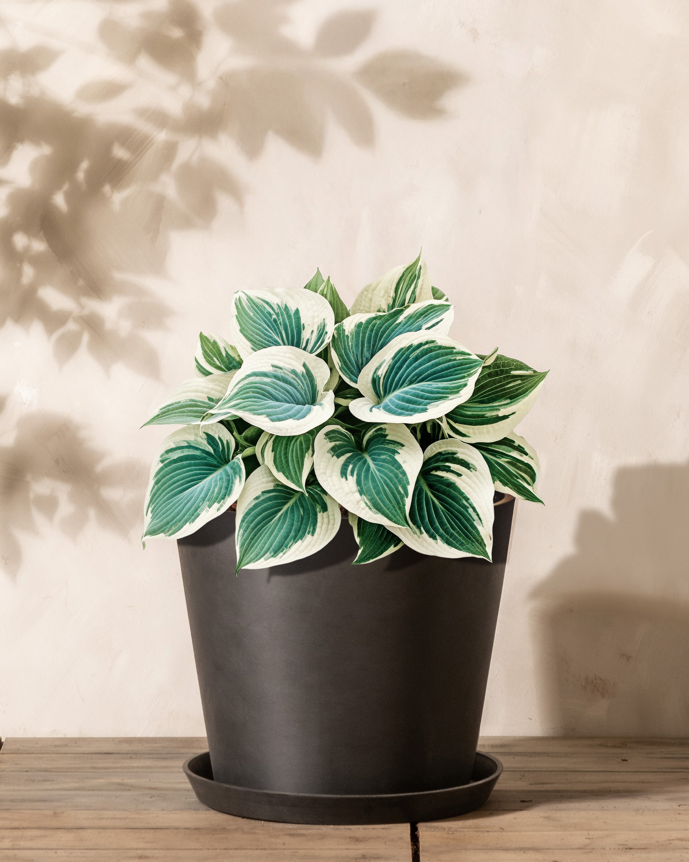Funkien eignen sich auch für Allergiker*innen Eingetopfte Hosta tardiana ‘Blue Ivory’ im schwarzen Pflanzkübel von feey.