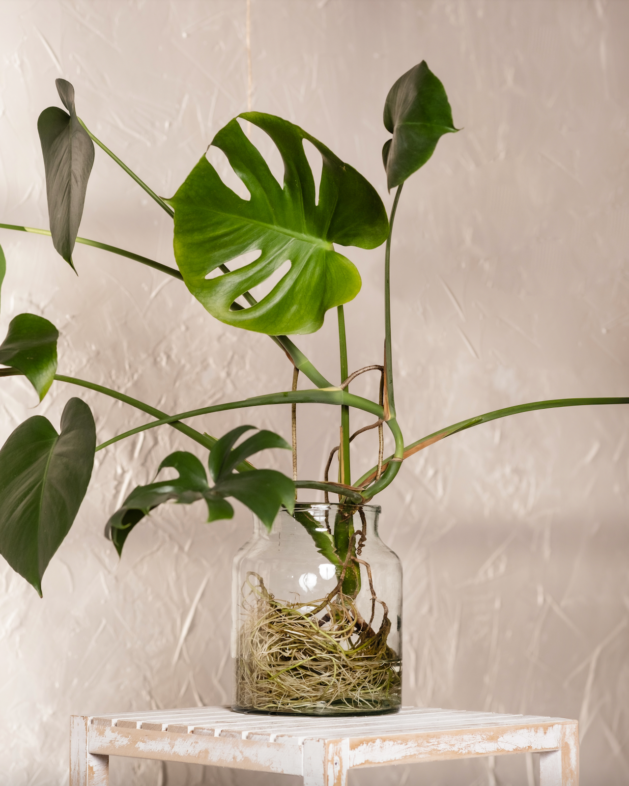 Monstera deliciosa in einem großen Glasbehälter in Wasser kultiviert.