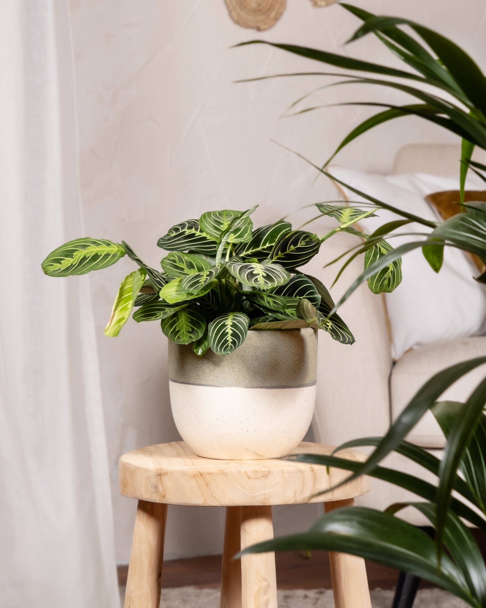 Maranta Lemon Lime mit hellen Blattvenen ist eine Rarität und braucht etwas mehr Pflege.