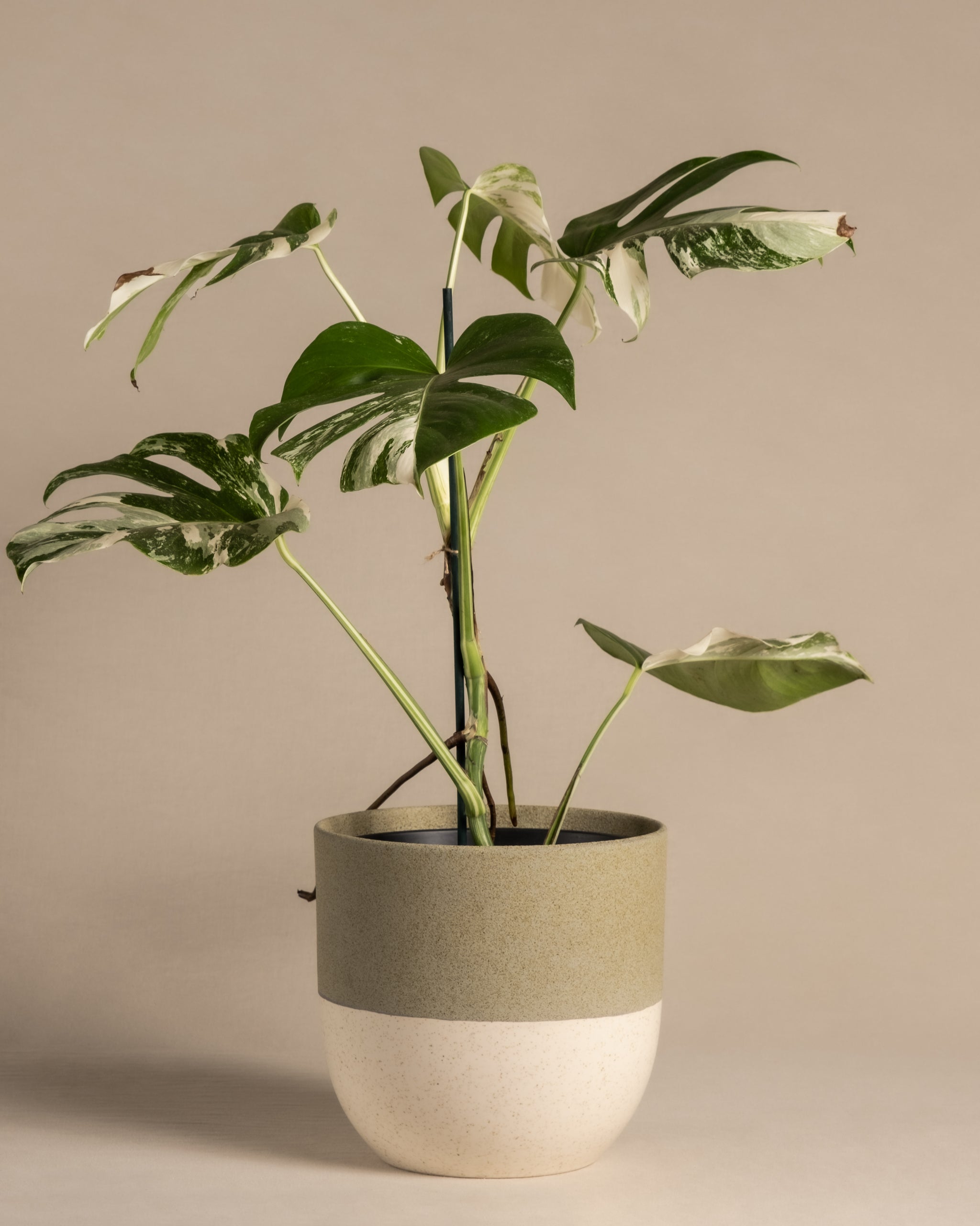 Seltene Monstera deliciosa variegata mit weiss-grünen Blättern in einem Keramiktopf.