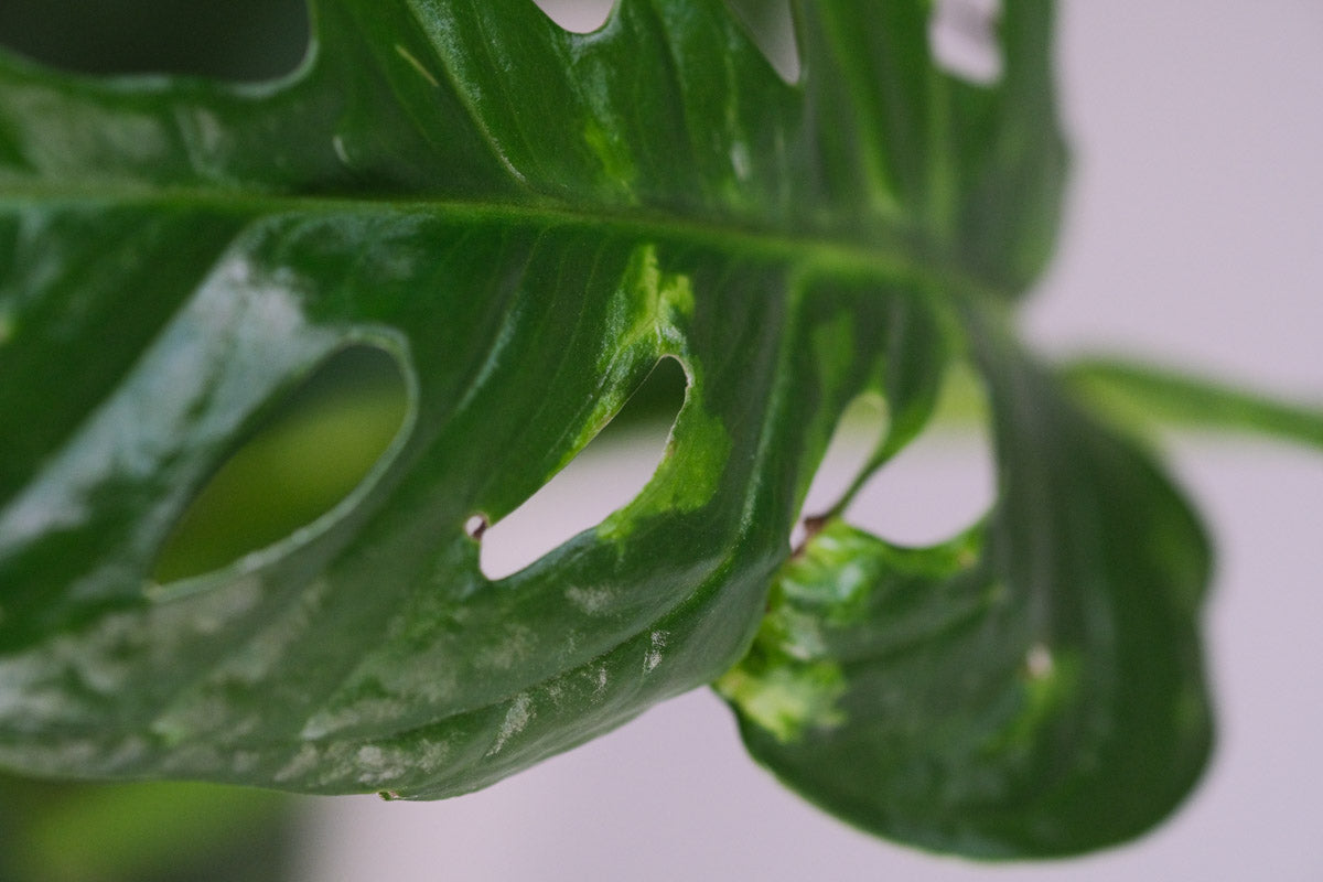 Detailaufnahme einer Monstera adansonii mit verblassten Flecken aufgrund Nährstoffmangels.