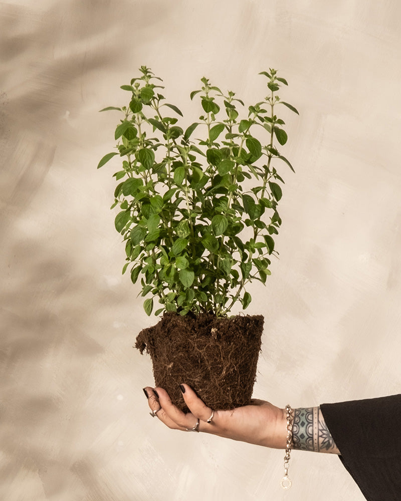 Oregano (Origanum vulgare, Dost, Wohlgemuth, Echter Oregano) mit verschiedenen Aussentöpfen in den Farbtönen Taupe, Hellgrau und Dunkelgrau vor einem hellen Hintergrund