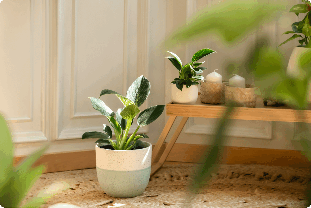 PB_interior.gif__PID:07427fd3-c7ba-4c2c-b3bb-4752aa41c405