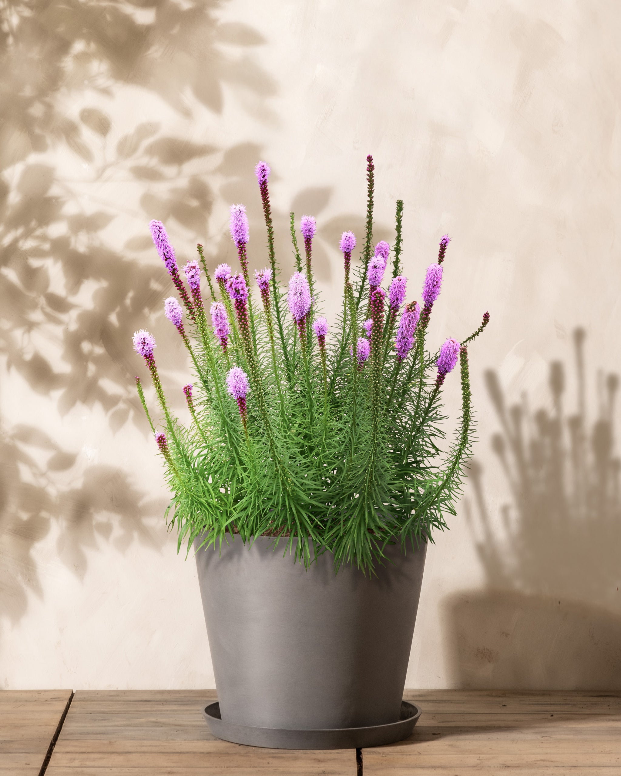 Blühende Prachtscharte (Liatris spicata) mit lila Blumen im Sommer.