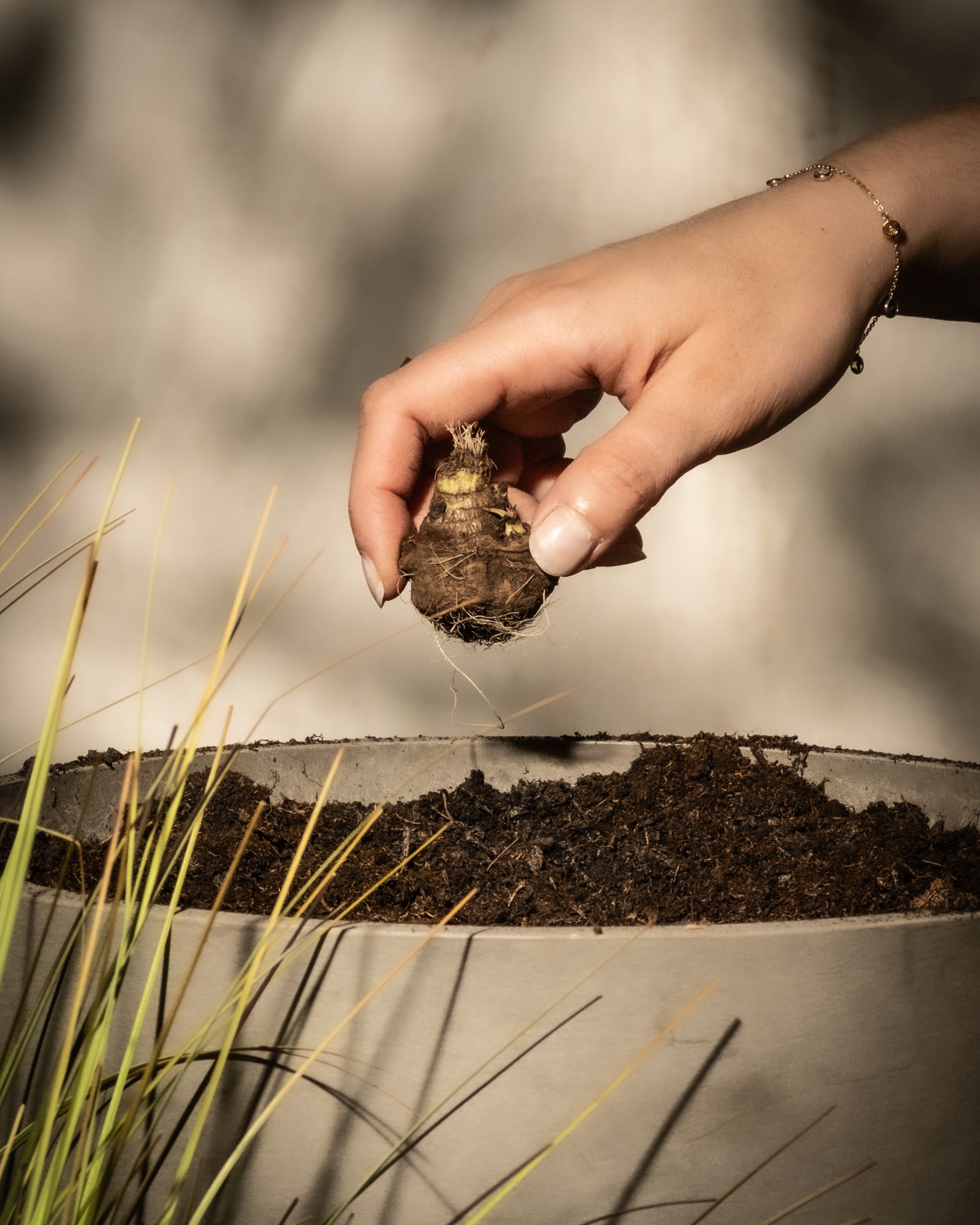 Pflanze das Blumenrohr nicht zu tief Ein Rhizom der Canna wir über einem mit Erde gefüllten Pflanzkübel gehalten.