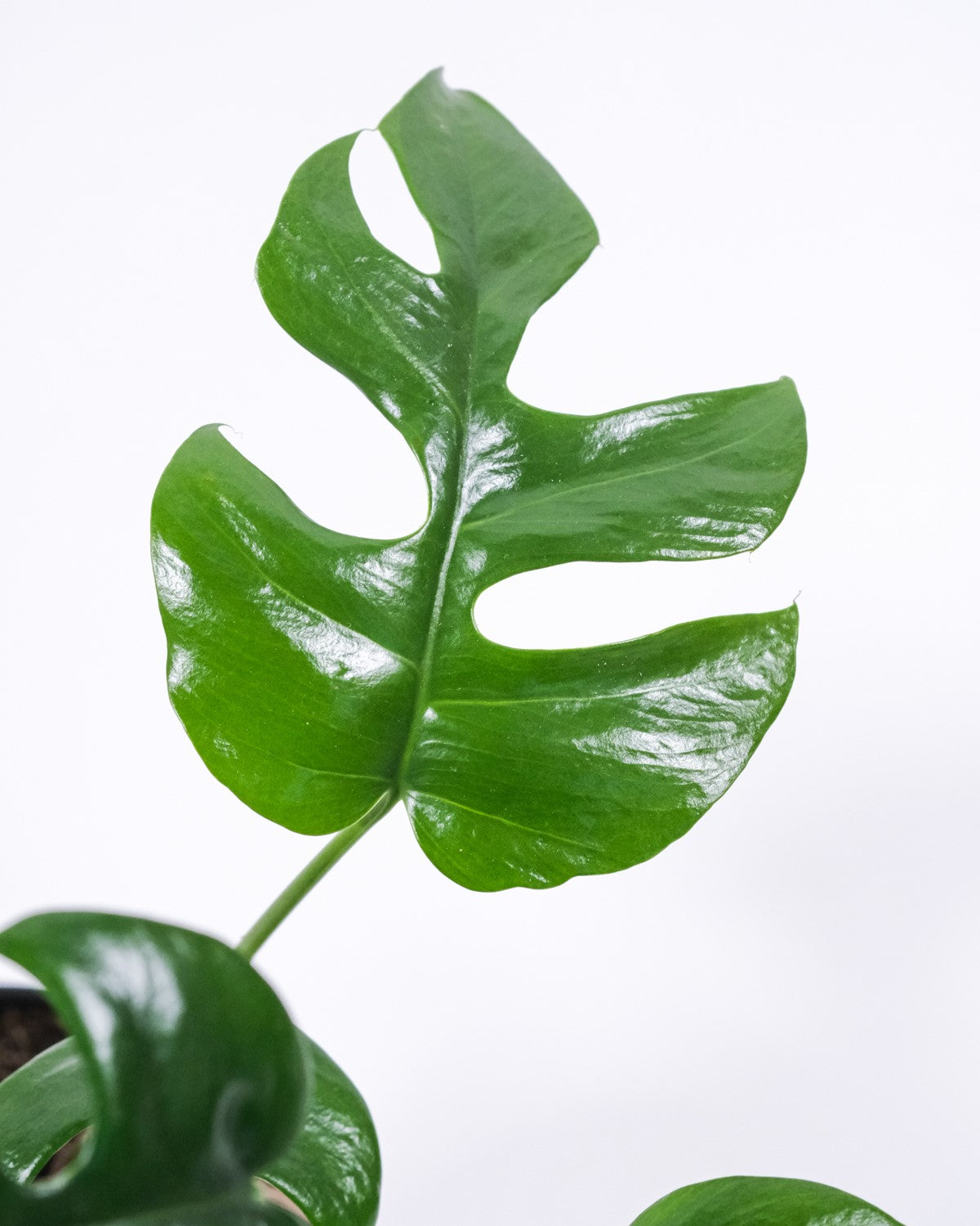 Rhaphidophora tetrasperma_3.jpg__PID:df5701c5-e8f0-47c9-91d5-920f13936a2f