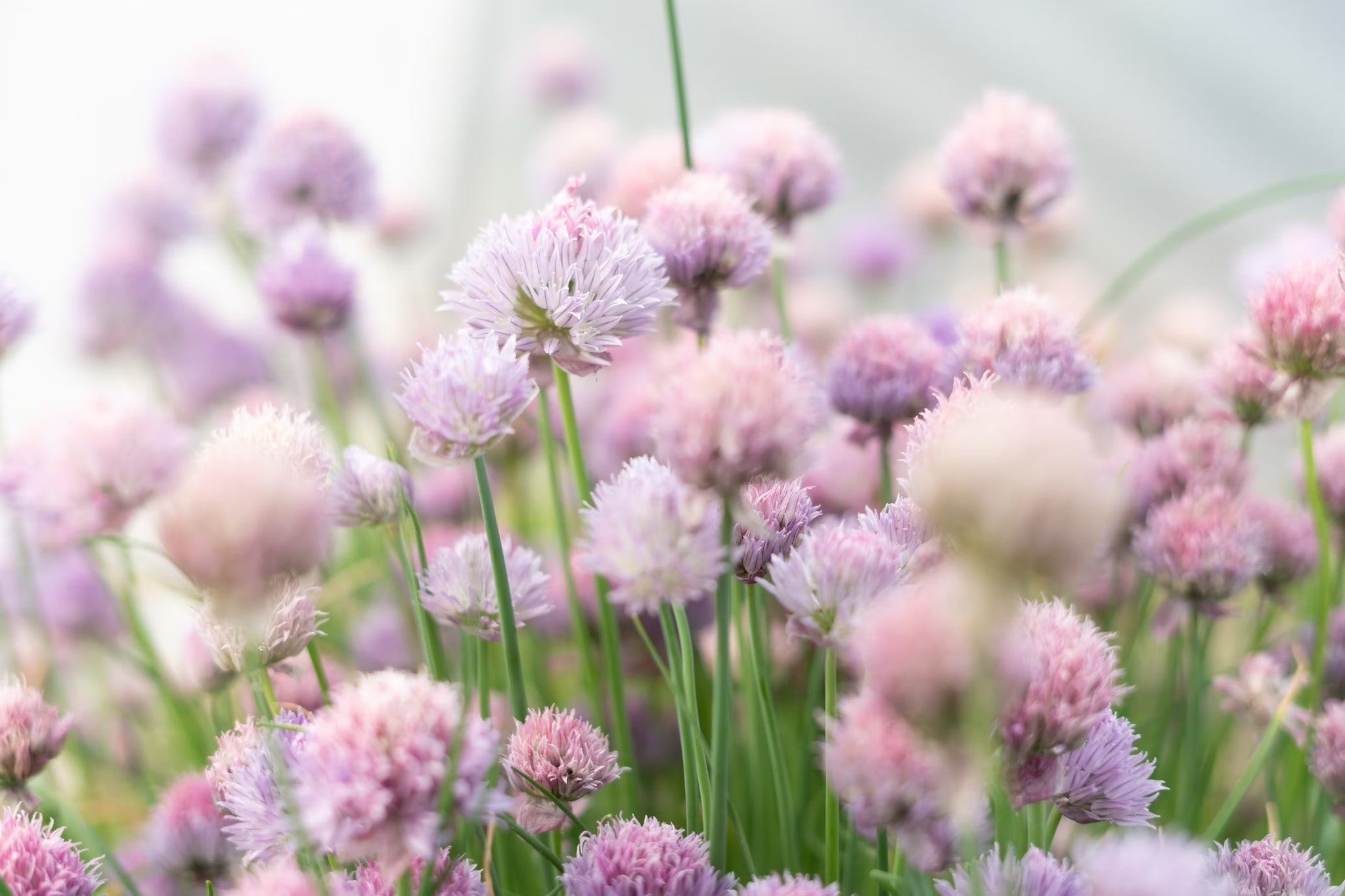 Schnittlauch (Allium schoenoprasum) mit rosafarbenen Blüten.