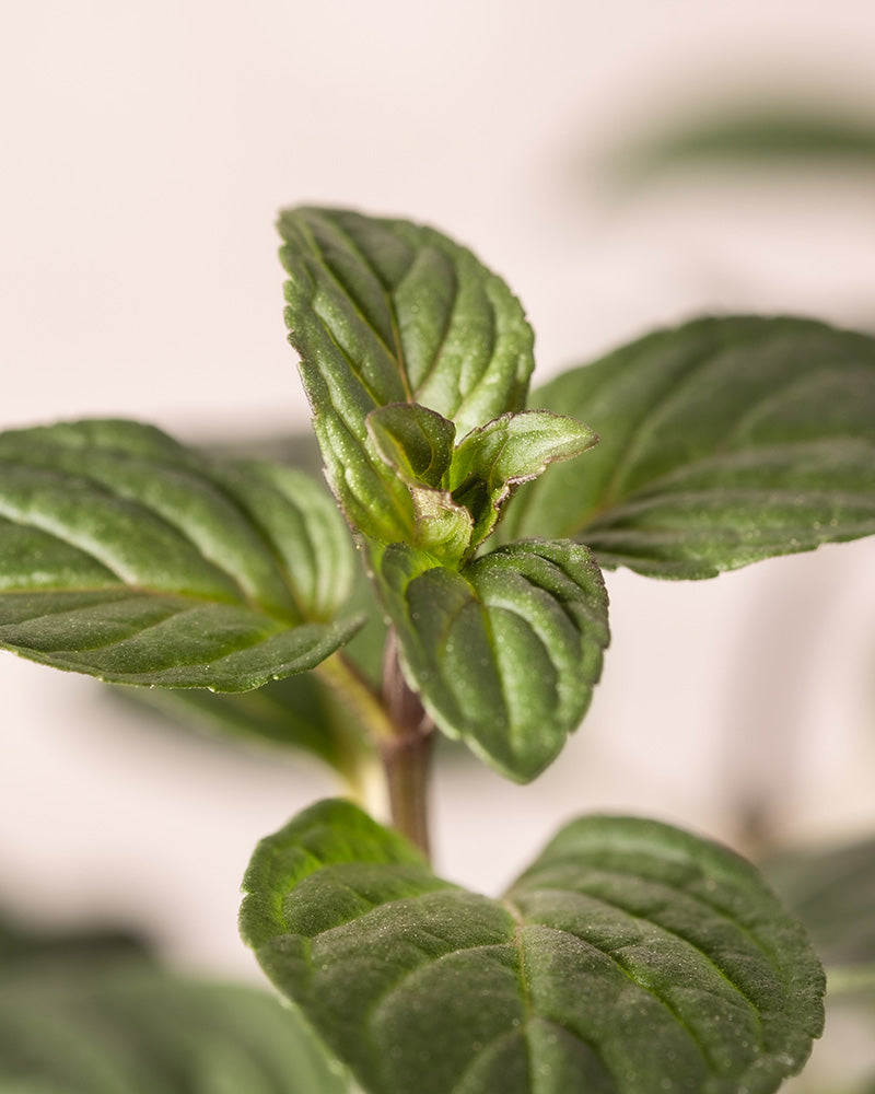 Detailaufnahme der Blatttriebspitze einer jungen Schoko-Minze (Mentha x piperita 'Chocolate’) mit grünen Blättern, die braun umrandet sind.