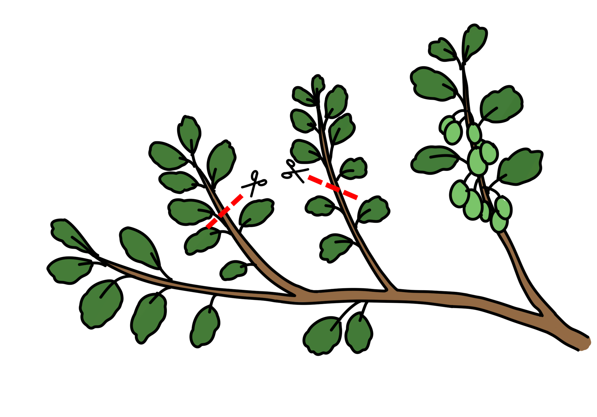 Illustration: So schneidest du deine stark ausgetriebene Mini-Kiwi zurück.