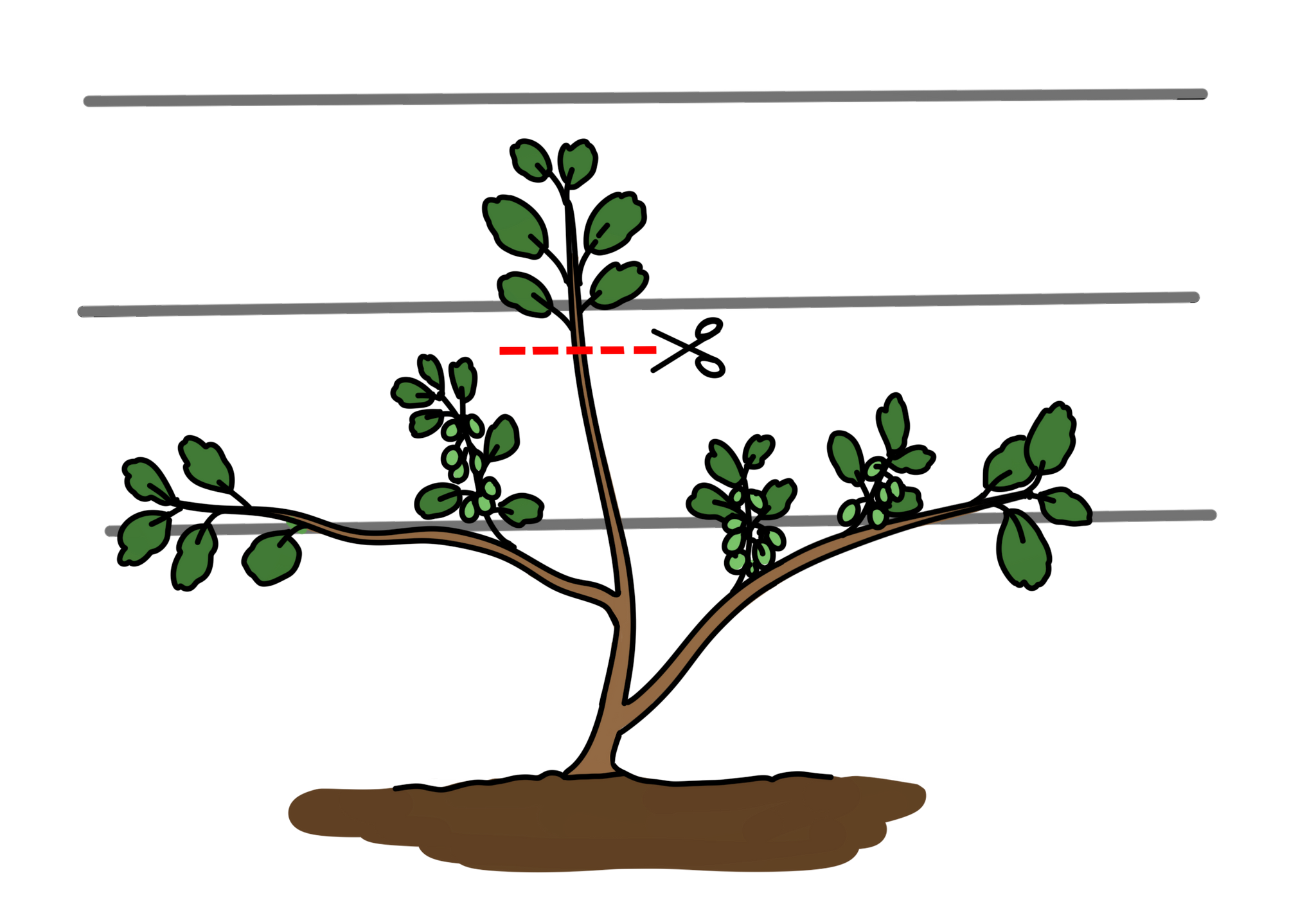 Illustration wie du eine junge Mini-Kiwi (Actinidia arguta ‘Issai’) an einem Spalier aus Drähten schneidest.