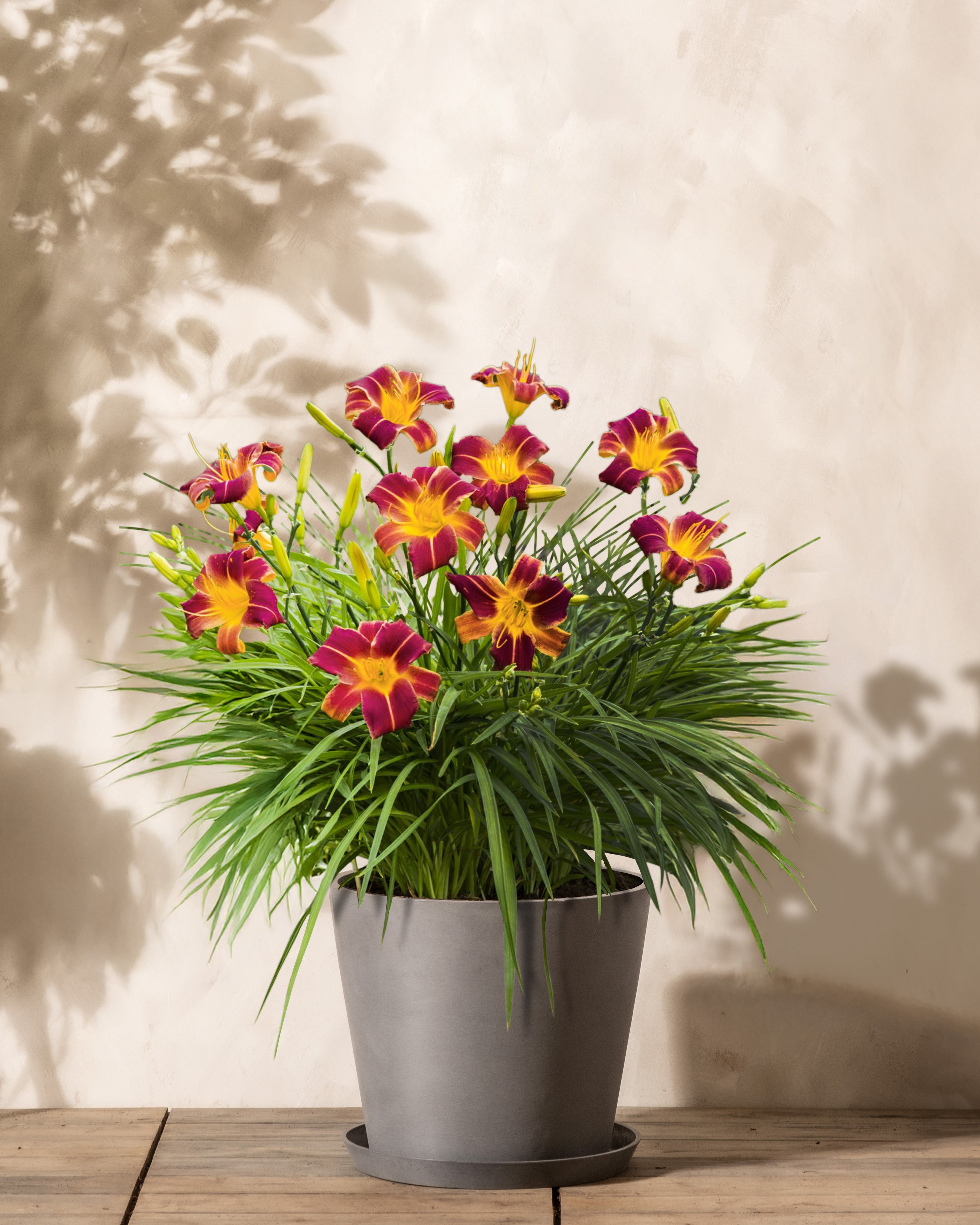 Diese Blüten der Taglilie brauchen genügend Nährstoffe Blühende Hemerocallis ‘Night Embers’ (weinrote Taglilie) in einem grauen Pflanzkübel von feey eingetopft.