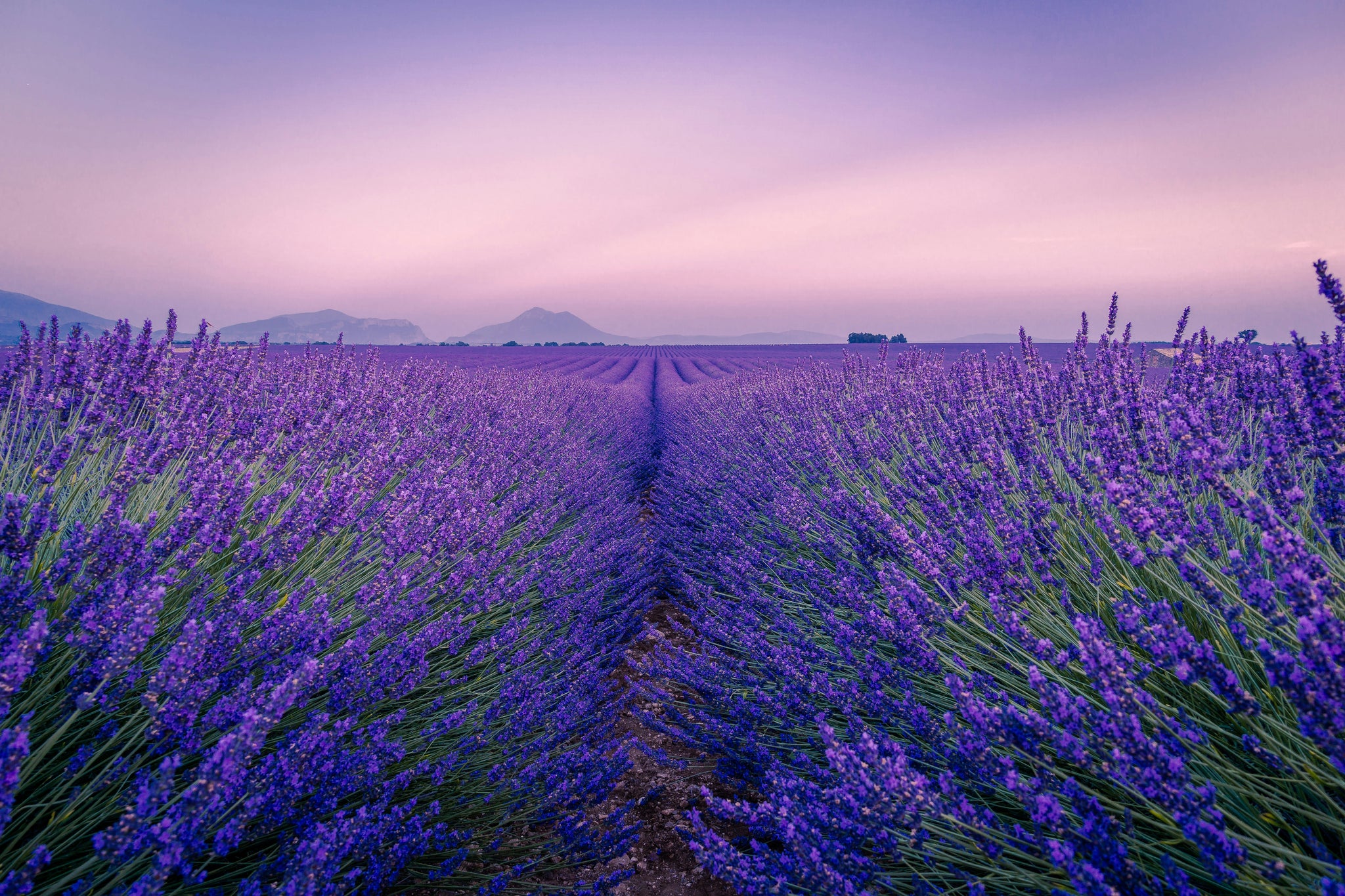 Ein großes violettes Feld, welches mit Lavendel bepflanzt ist. 