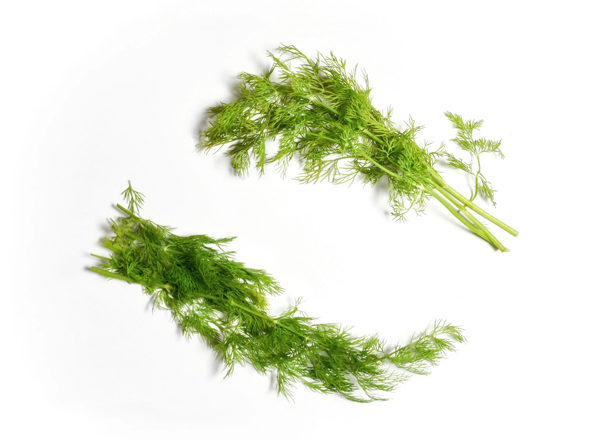 Zwei Bündel Dill liegen auf einem weissen Untergrund.