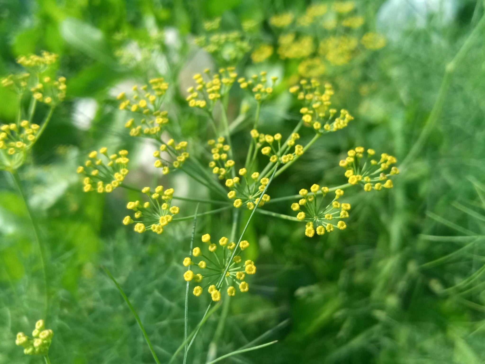 Gelbe Blüten des Krautes Dill.