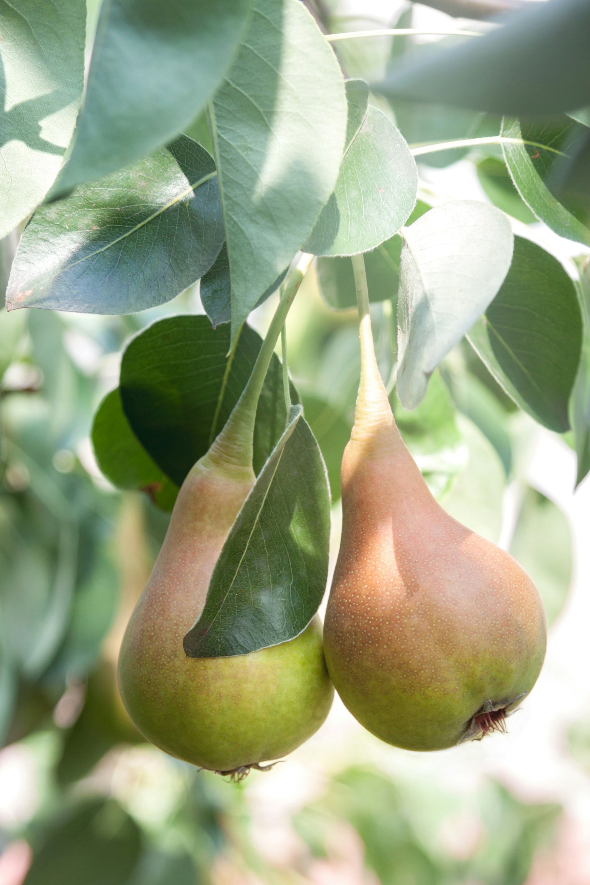 Nahaufnahme von zwei Birnen an einem Baum.