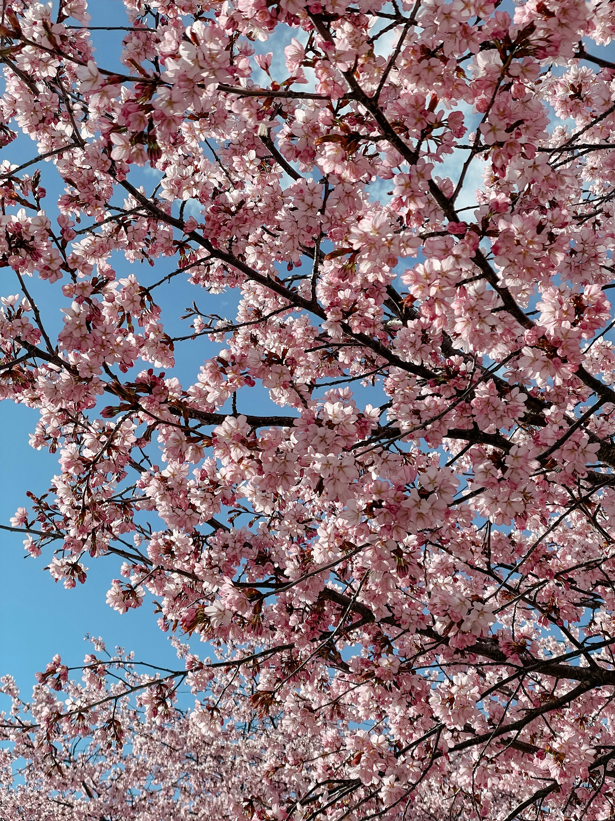 Grosser Kirschbaum mit pinken Blüten.