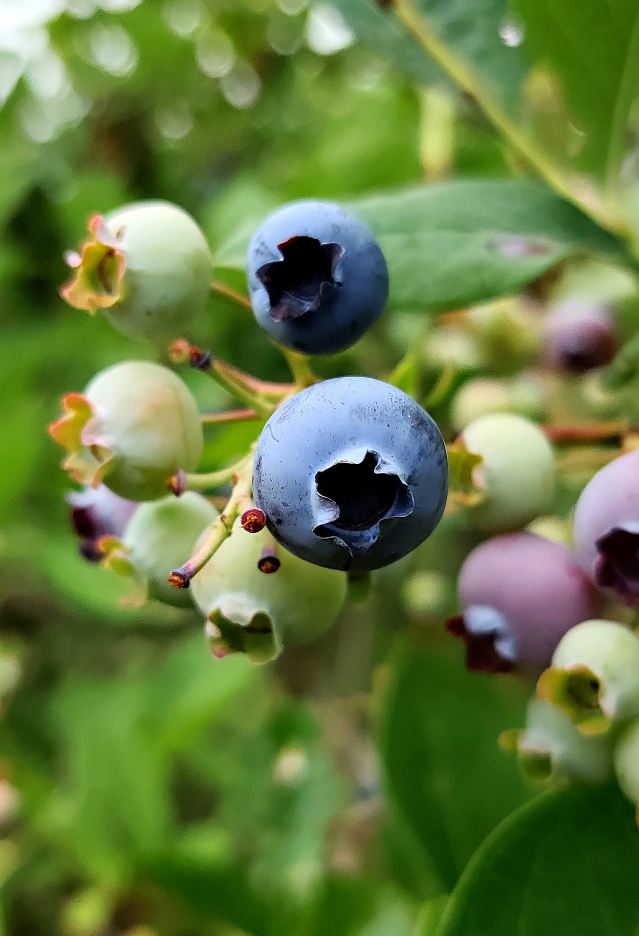 Nahaufnahme von Blaubeeren bzw. Heidelbeeren au der Pflanze