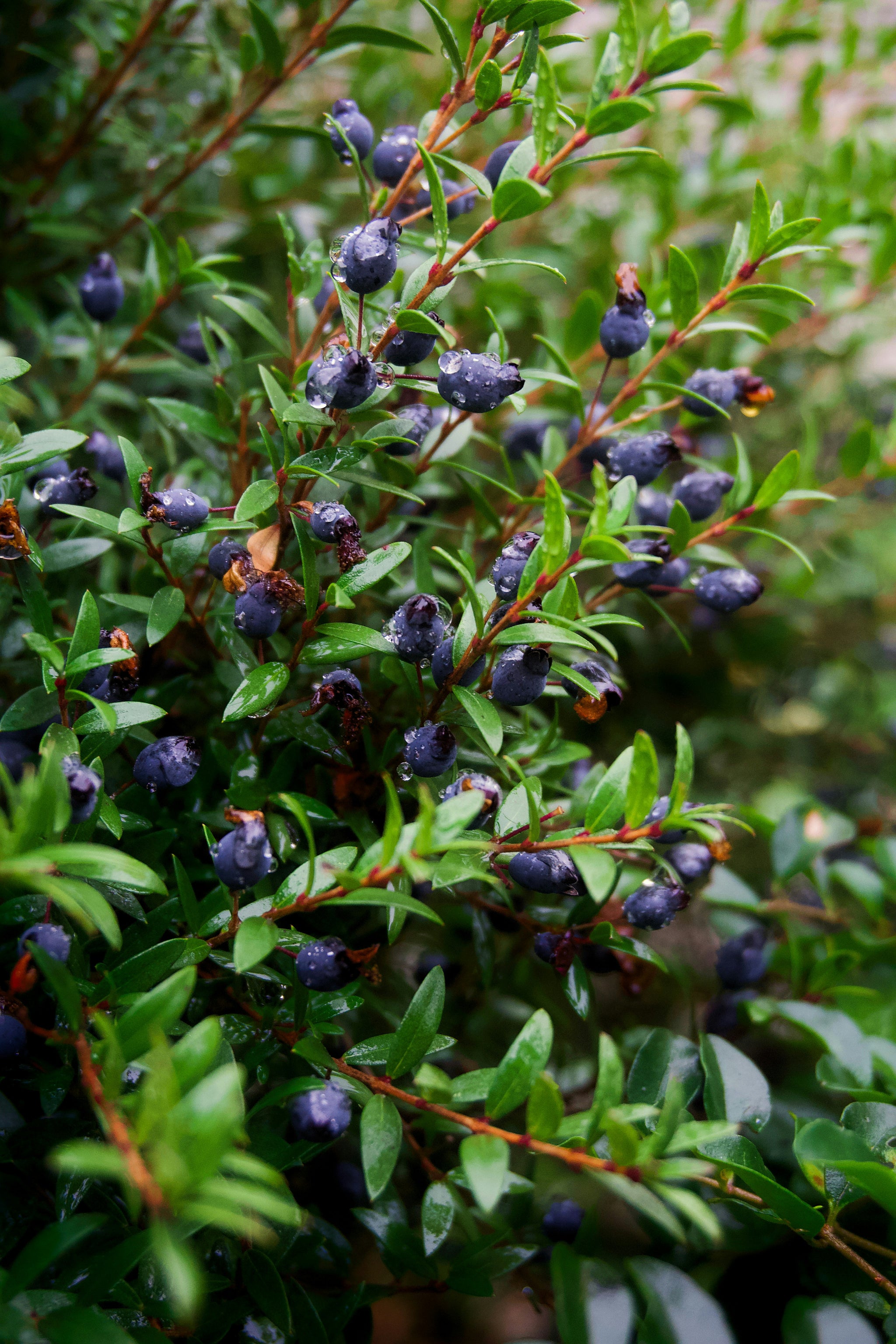 Blaubeerenpflanze mit vielen reifen Früchten.