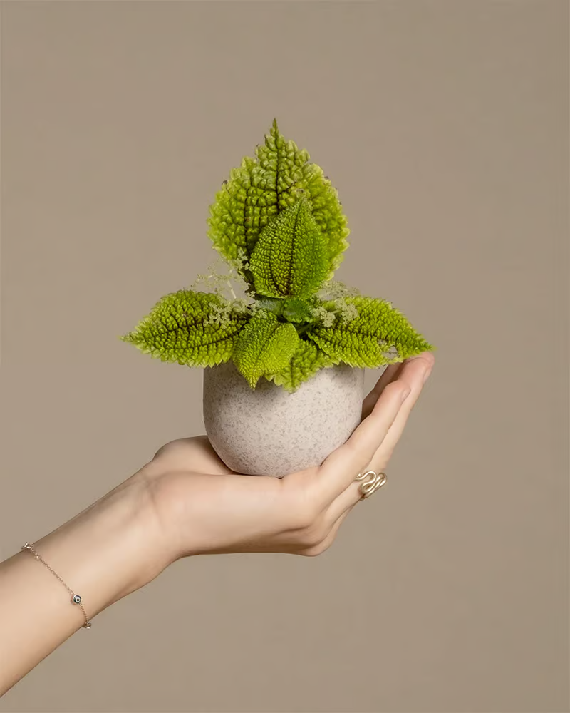 Untitled-4.png__PID:f70db360-9134-4188-bfa8-8faea91af556