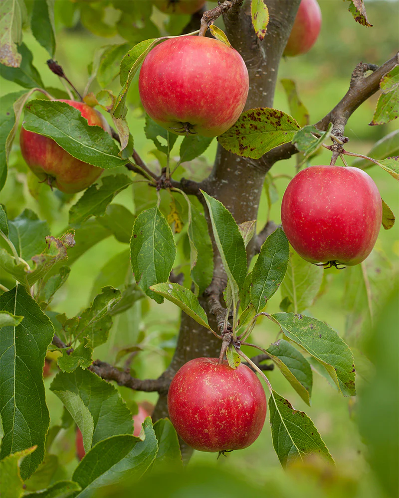 Rote Äpfel der Art Malus domestica ‘Summerred Patio’ am Baum.