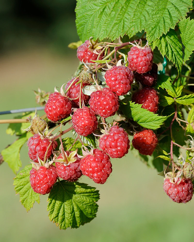 Reife Himbeeren an einer Himbeerpflanze.
